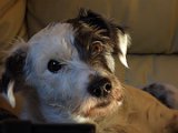 Hunden Tussen