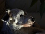 Hunden Tussen