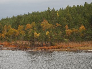 Tjärn i Kolmården